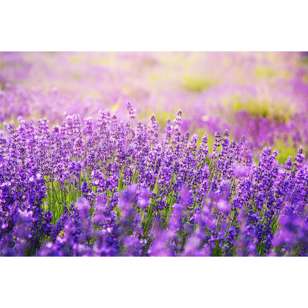 Leinwandbild Gorgeous Lavender Flowers on Lavender Field von Oliver Leicher