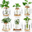 6 terrariums à fleurs avec couvercle en bois et support en bambou, 6 pièces