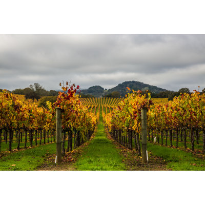 " Cloudy Vineyards "