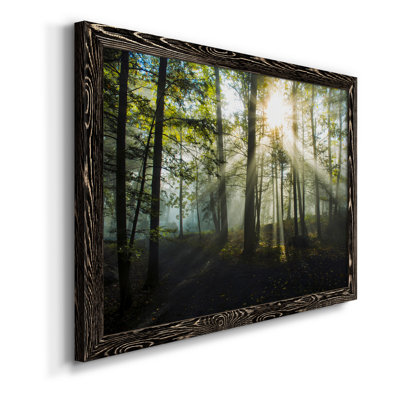 " Light And Trees "