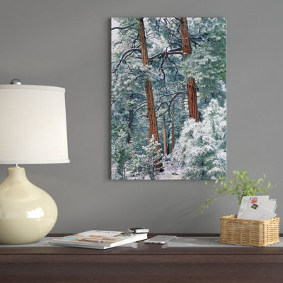 'Ponderosa Pine Forest After Fresh Snowfall, Rocky Mountain Np, Colorado' Photographic Print on Wrapped Canvas