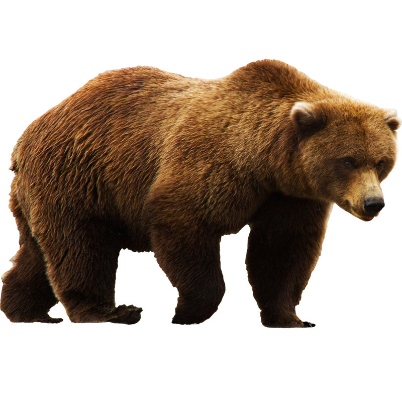 Décalcomanie murale en vinyle ours grizzly Swearengin, H 20 po x l 30 po x P 0,01 po