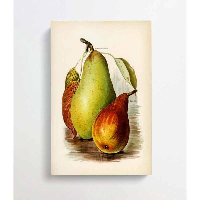 A Vintage Illustration Of Pears - Wrapped Canvas, 50cm H x 35cm W x 3cm D