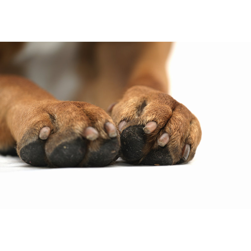 Pattes de chien par Walik, H 8 po x l 12 po