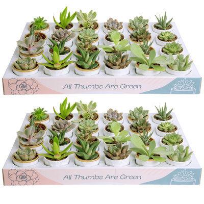 48 Piece Costa Farms Live Mini Succulent Low Maintenance Plant in Ceramic Pot