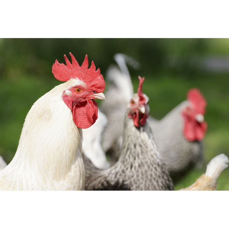 Coq protecteur par Georgeclerk, H 8 po x l 12 po