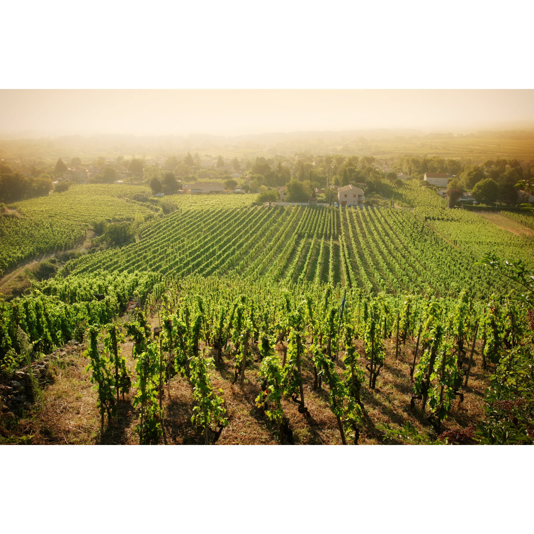 Hazy Vineyard Morning von Donald_Gruener - Kunstdrucke auf Leinwand