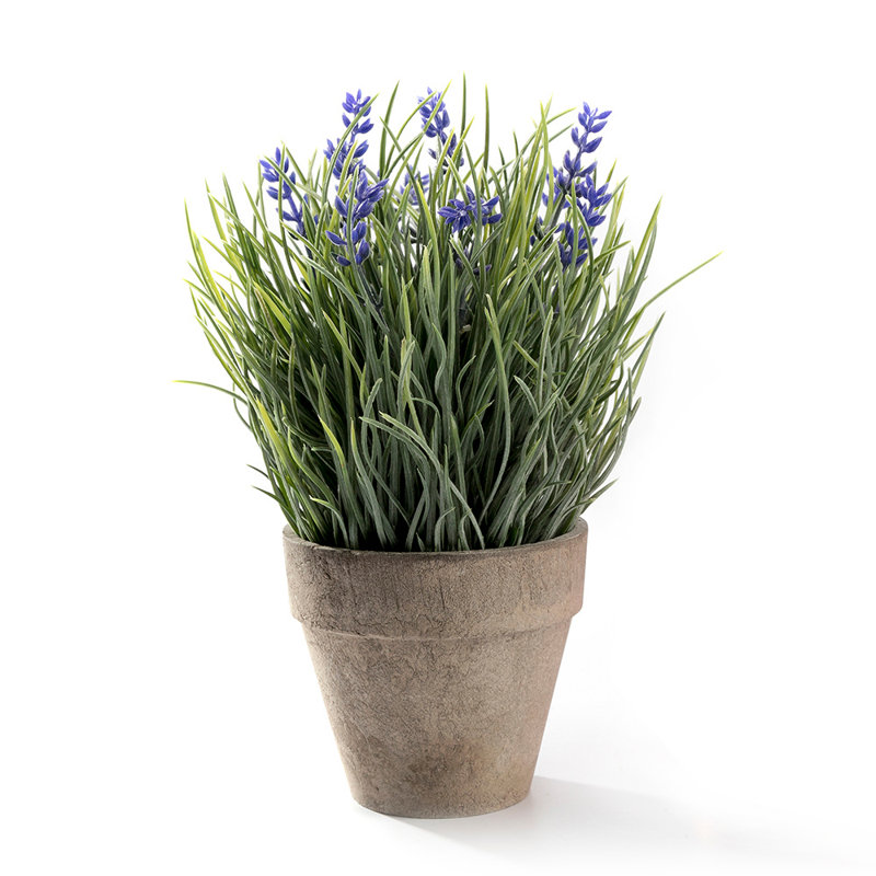 Lavender Arrangement in Pot