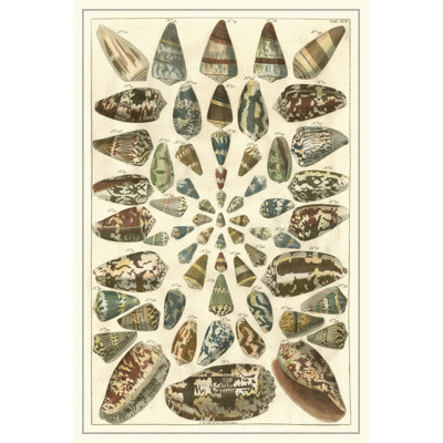 Seba Shell Collection V - Wrapped Canvas Art Print