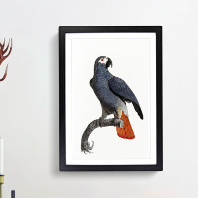 Orange-Tipped Grey Parrot by F. Levaillant - Framed Print