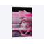 « rosa rosae », impression sur toile-33355292-72399032-72399045