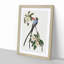 Fork-Tailed Flycatcher Bird by John Audubon - Picture Frame Painting Print-55577691-55577690