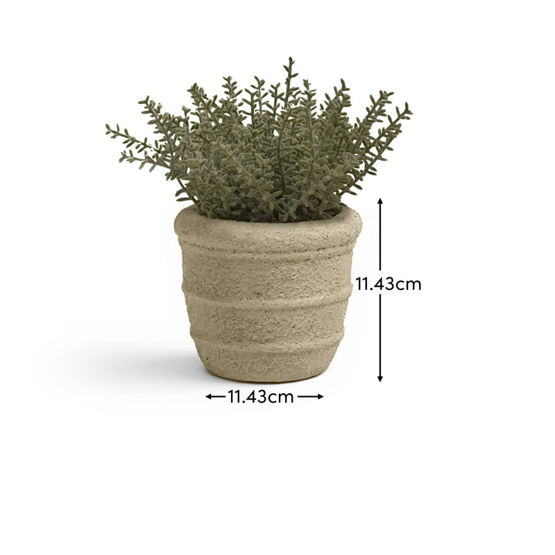 14cm Plant