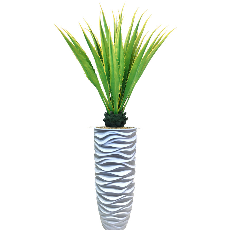 Agave en pot Panama