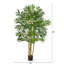 5 pi. Palmier Areca