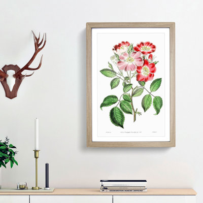 Pink Rose Clare Flowers - Framed Print