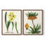 AntiqueFloralFolioVI - reproduction encadrée de qualité supérieure - prête à être accrochée - aucun clou requis - aucun clou requis-622635969-622635970
