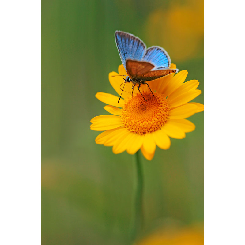 Spritzky Beautiful Butterfly - Wrapped Canvas Print, 122cm H x 81cm W x 3.8cm D