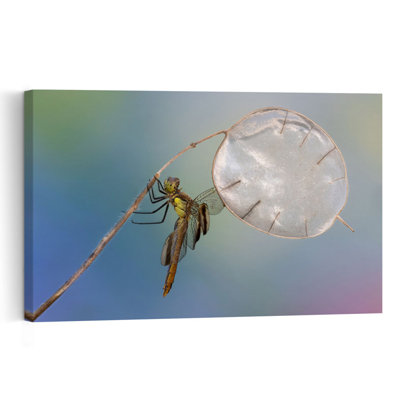 Delicate Dragonfly On Lunaria Contemporary Dragonfly Wall Art Print by Massimo Chiodini - Print, 40.64cm H x 60.96cm W