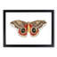 Automeris Moth by George Shaw - Framed Print-55457033-55457035
