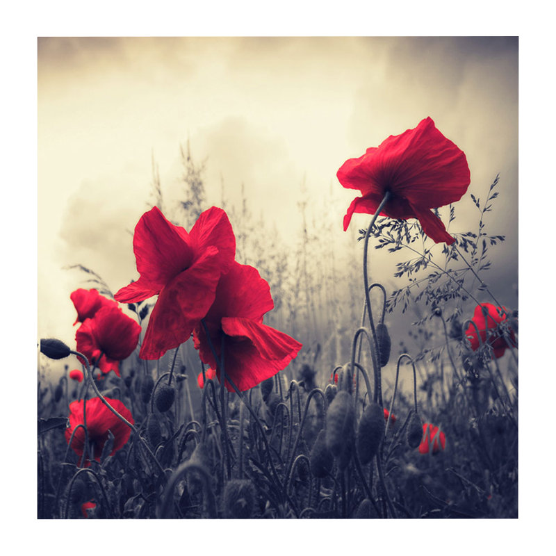 «Red For Love», reproduction de photo sur toile encadrée, H 18 po x l 18 po x p 2 po