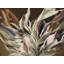 Visceral Flames Print by Novi Lim-65859248-132457112