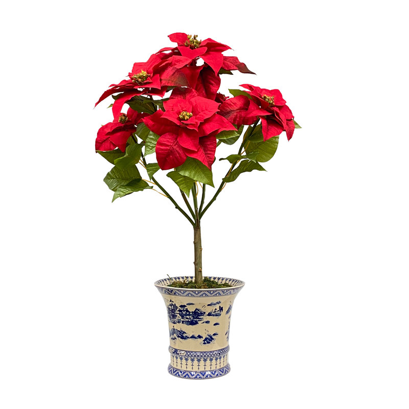 POINSETTIA IN BLUE AND WHITE POT