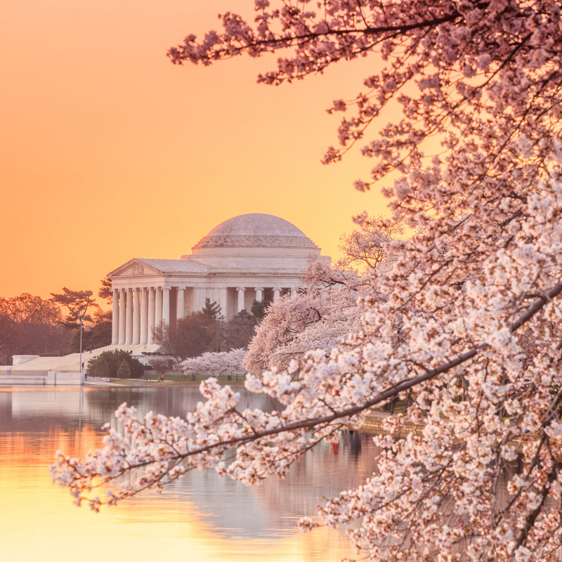 Cherry Blossom Festival by F11photo - Wrapped Canvas Print, 30cm H x 30cm W