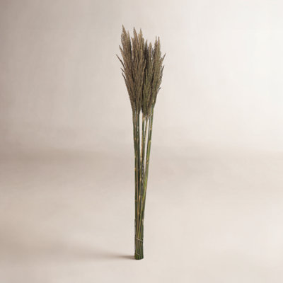 Zellmer 36'' H Preserved Plume Reed Bundle