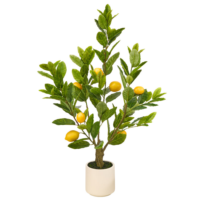 Citronnier toscan 3 'en pot