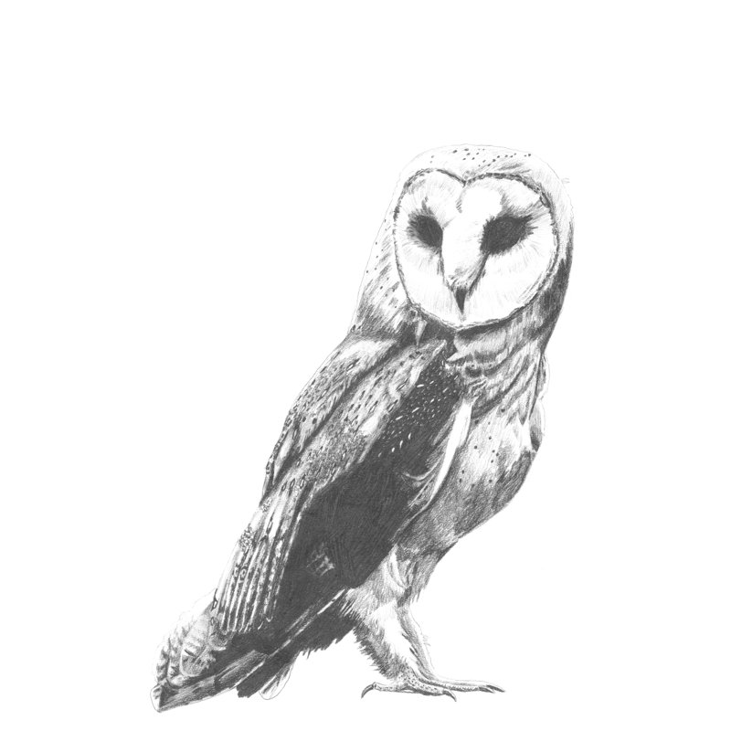 Instantané de la faune: Hibou, H 30 po x l 20 po x P 1,25 po