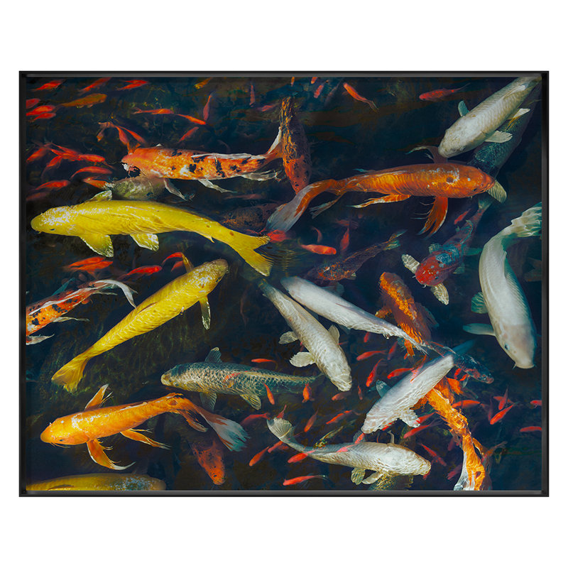 Koi 2 Print by Woodman, Kate, Black Framed, 45" H x 56" W x 1.75" D