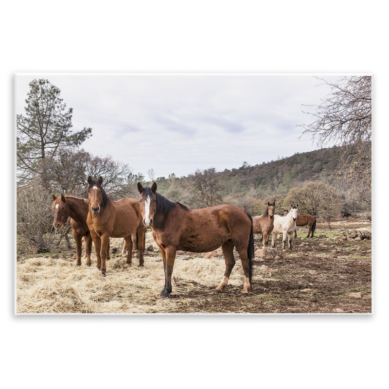 «Horse Family Grazing Land», art par PIDDIX, H 10 po x l 15 po