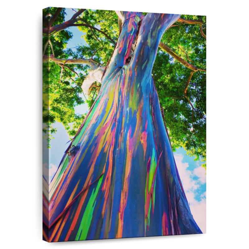 Harnek Oahu Rainbow Eucalyptus Tree, 51" H x 34" W