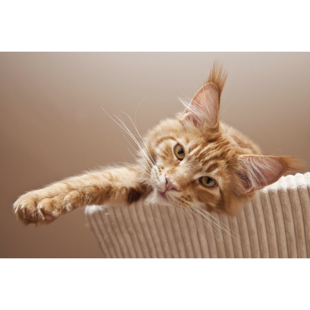 Maine Coon Kitten by Gornostaj - Wrapped Canvas Print