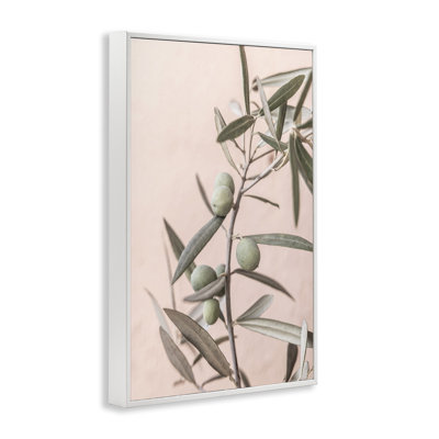 Spanish Olive Branch Giclee Art by Sisi and Seb
