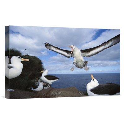 " Campbell Albatross Coming Into Land, Campbell Island, New Zealand "