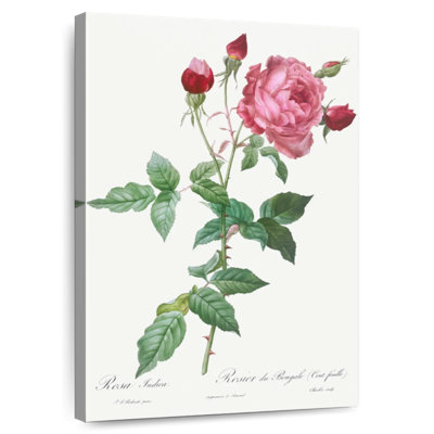 Provence Rose Rosa Indica From Les Roses