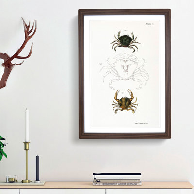 Crab Illustrations PL. 5 by J.E. De Kay - Framed Print