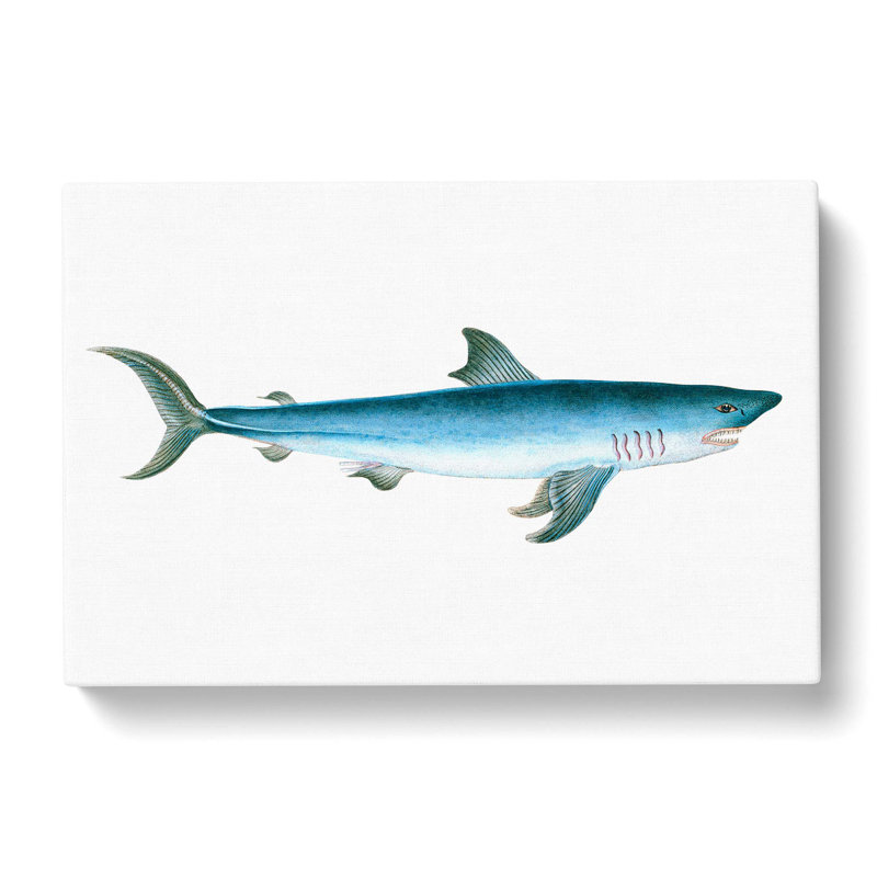Porbeagle Shark by Edward Donovan - Wrapped Canvas Print, 40cm H x 60cm W x 3cm D