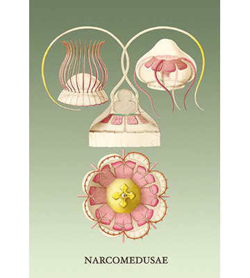 « jellyfish : narcomedusae » par ernst haeckel, impression