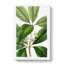 Flowering Tristania Plant - Wrapped Canvas-55363878