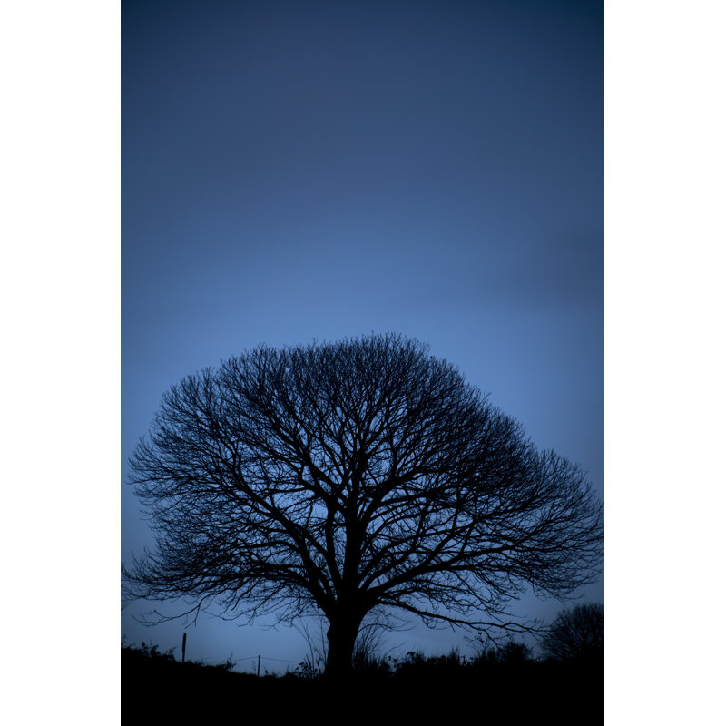 Oak Tree At Dawn by Percds - Wrapped Canvas Print, 30cm H x 20cm W x 3.8cm D