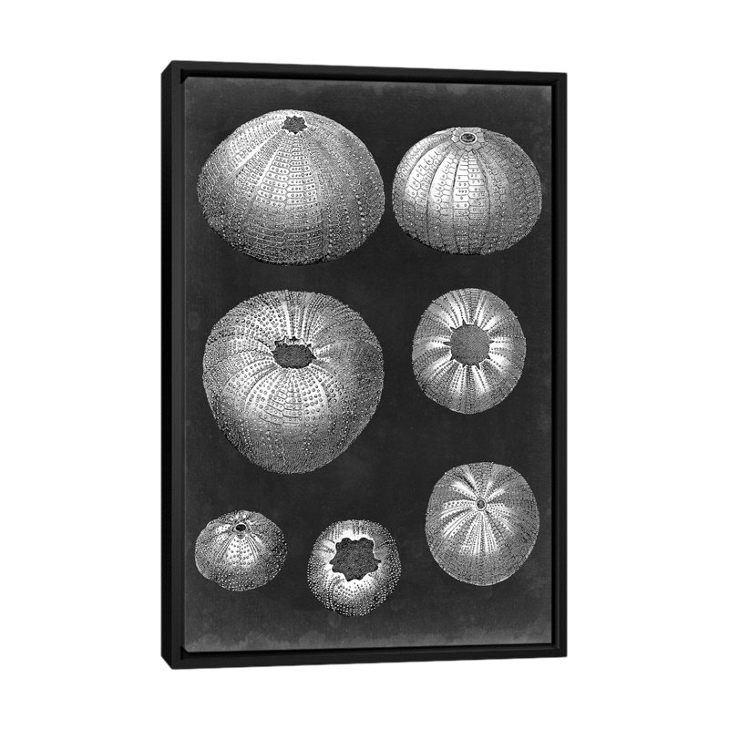 " Alabaster Shells IV " by Vision Studio, 26" H x 18" W x 1.5" D, Black Framed Canvas, No Matte