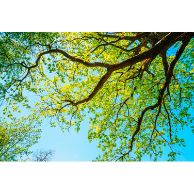 Oak Tree by Bruev - Wrapped Canvas Print
