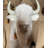 White Buffalo Head Life Size Statue