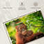 Feuille orang-outan grignotant-107887511