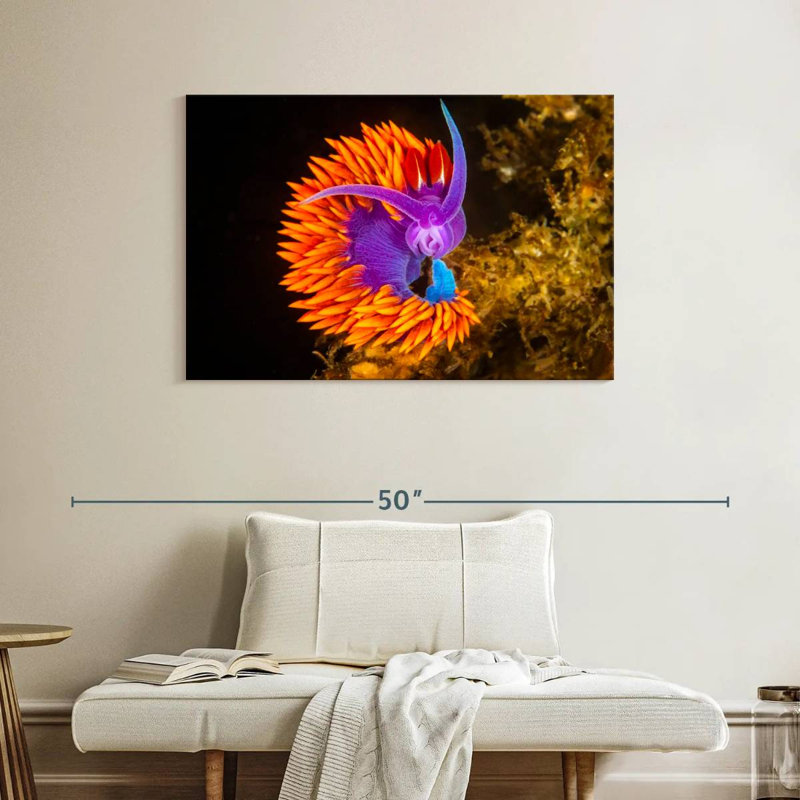 Spanish Shawl Nudibranch, 26" H x 39" W