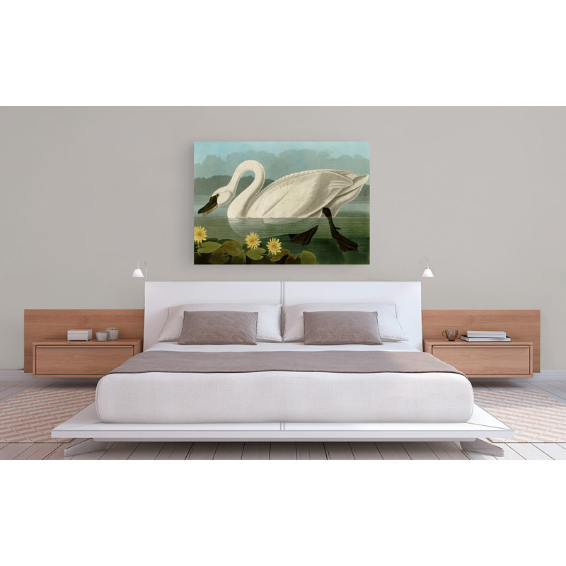 Common American Swan by John Audubon - Wrapped Canvas Painting, 70cm H x 100cm W x 4cm D
