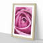 The Heart of a Pink Rose - Picture Frame Painting Print-56855698-56855697